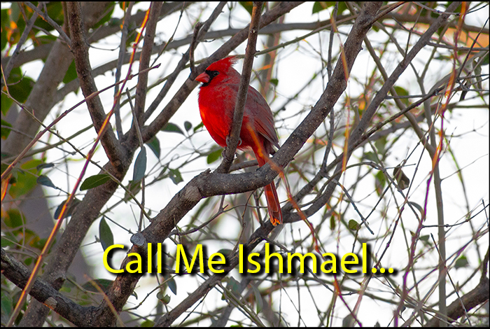 Call Me Ishmael...
